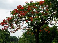 DSC 1012  Un flamboyant en fleur