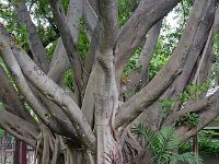 DSC 1016  Plusieurs mètres de circonférence