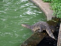 DSC 1031  Un varan sortant de son abri