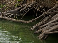 DSC 1041  Oiseau pêcheur