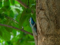 DSC 1536  Lézard coloré
