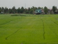 DSC 1480  Rizières aux portes de la ville