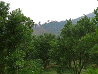 Plantation d'agrumes