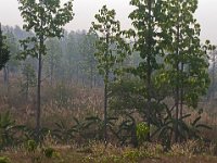 Paysage typique des collines délimitant les rizières