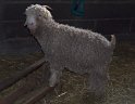 Chèvre angora à Aulon
