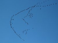 TS-A-1 Migration  45x30 OK