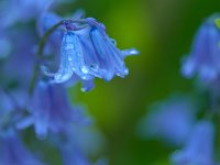 AF-F-1 Jacynte sauvage  30x45