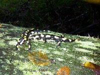 Silencieux mais essentiels, les reptiles et amphibiens urbains