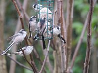 La ville, un refuge pour les oiseaux