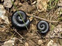 Ommatoiulus moreleti  La Ommatoiulus moreleti peut provoquer des réactions toxiques de gravité très variable. Cependant, les toxines sont généralement dirigées contre leurs proies et leurs prédateurs. Elles ne sont généralement pas mortelles pour l'homme