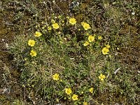 Fumana couché (Fumana procumbes)  Plante inféodée aux pelouses sèches et rochers calcaires