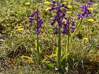Orchis bouffon  (Anacamptis morio)