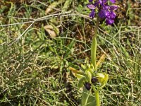 Orchis bouffon et Ophrys sillonnée (Ophrys sulcata)