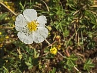 Cyste ?  Fleur non identifiée ressemblant à une fleur de cyste