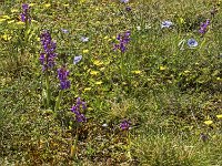 Orchis bouffon, fumana couché et fleur de lin