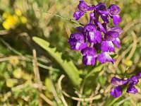 Orchis bouffon violette