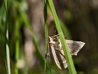Papillon non identifié