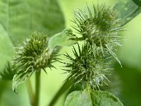 Boutons de fleurs de Bardane