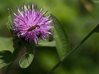 Lepture fauve sur fleur de centaurée