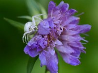 Araignée crabe sur fleur de knautie des champs (vue de face)
