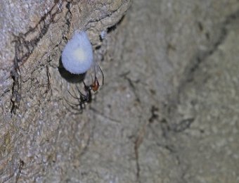 Cocon d'oeufs d'araignées