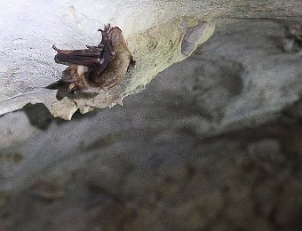 Chauve-souris  Seules 2 chauves-souris ont été rencontrées