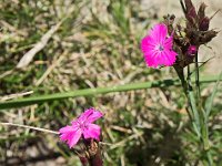 Oeillet des bois  Plante à l'origine des oeillets cultivés
