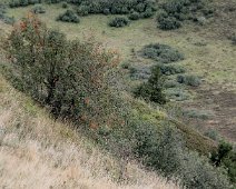 Sorbier des oiseaux  Les fruits du sorbier persistent longtemps sur l'arbre en hiver. Ils constituent une réserve de nourriture pour les oiseaux.