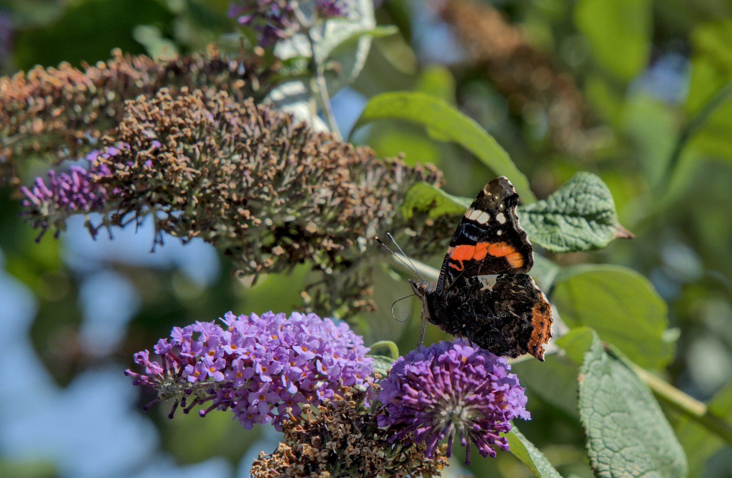 Papillon sur buddléia