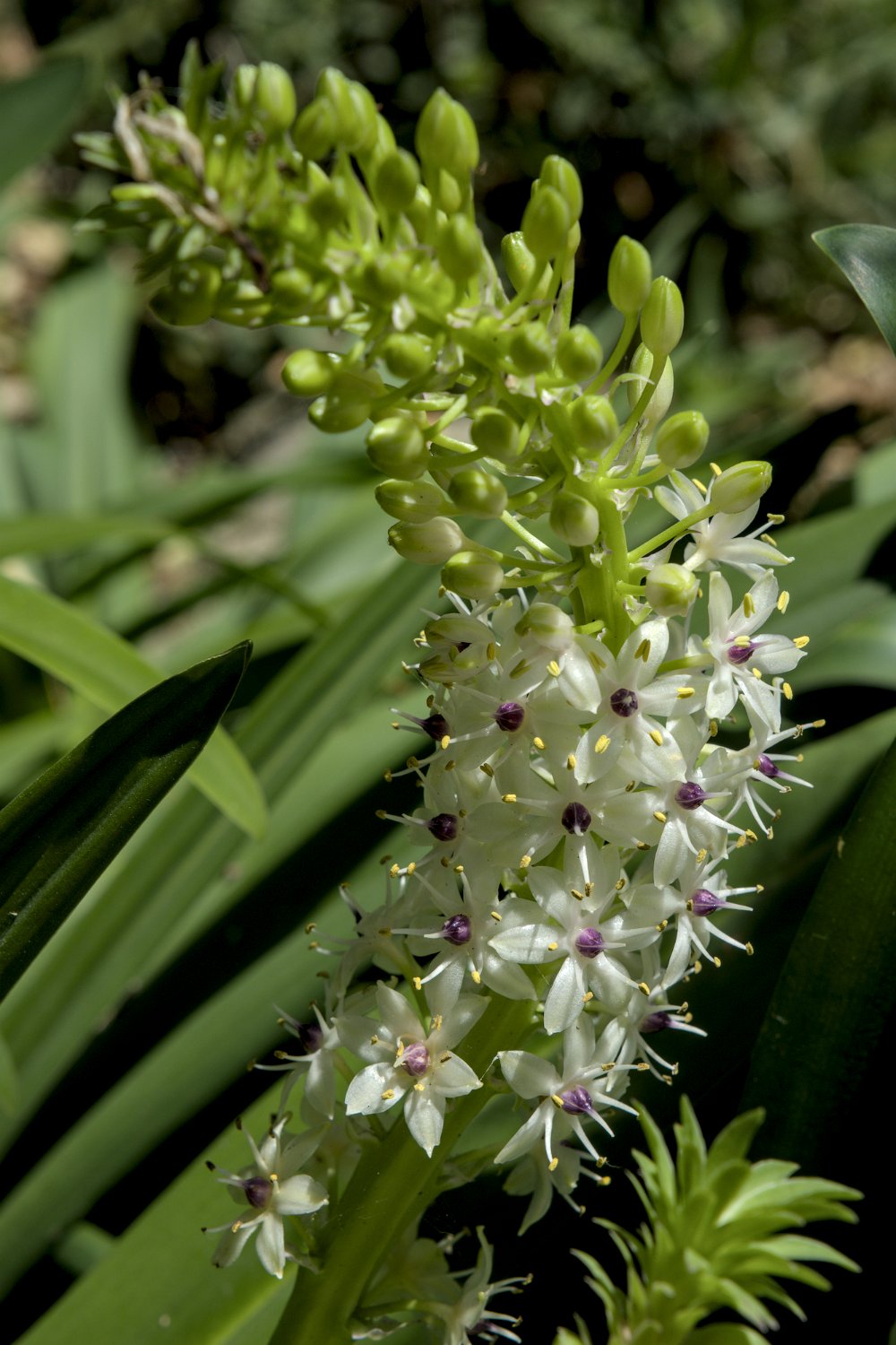 Plante ananas (Eucomis autumnalis)