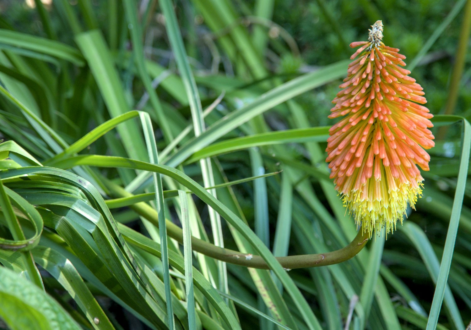 Tison du diable (Knifolia Linearifolia Baker)