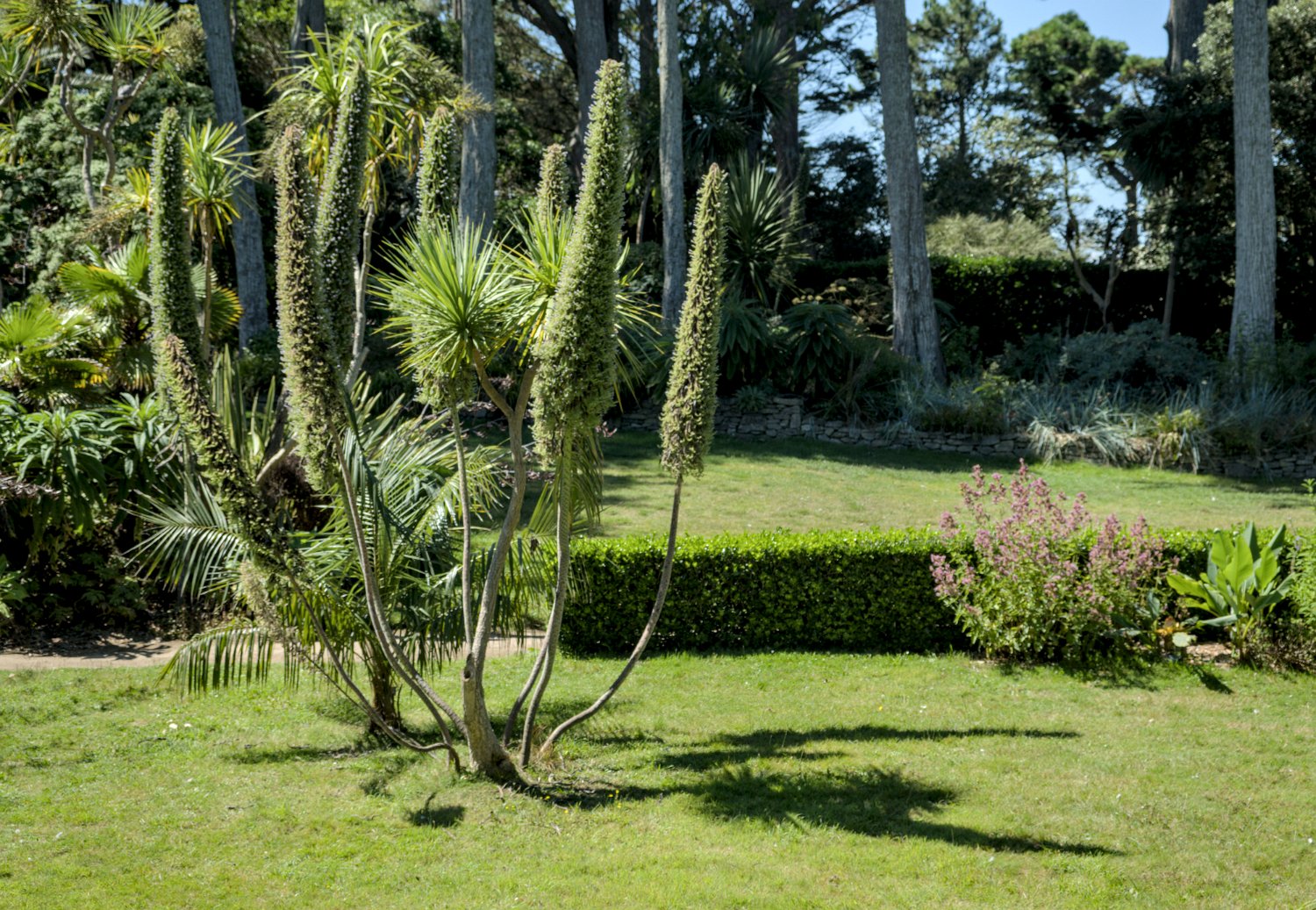 Vipérine des Canaries (Echium pininana)