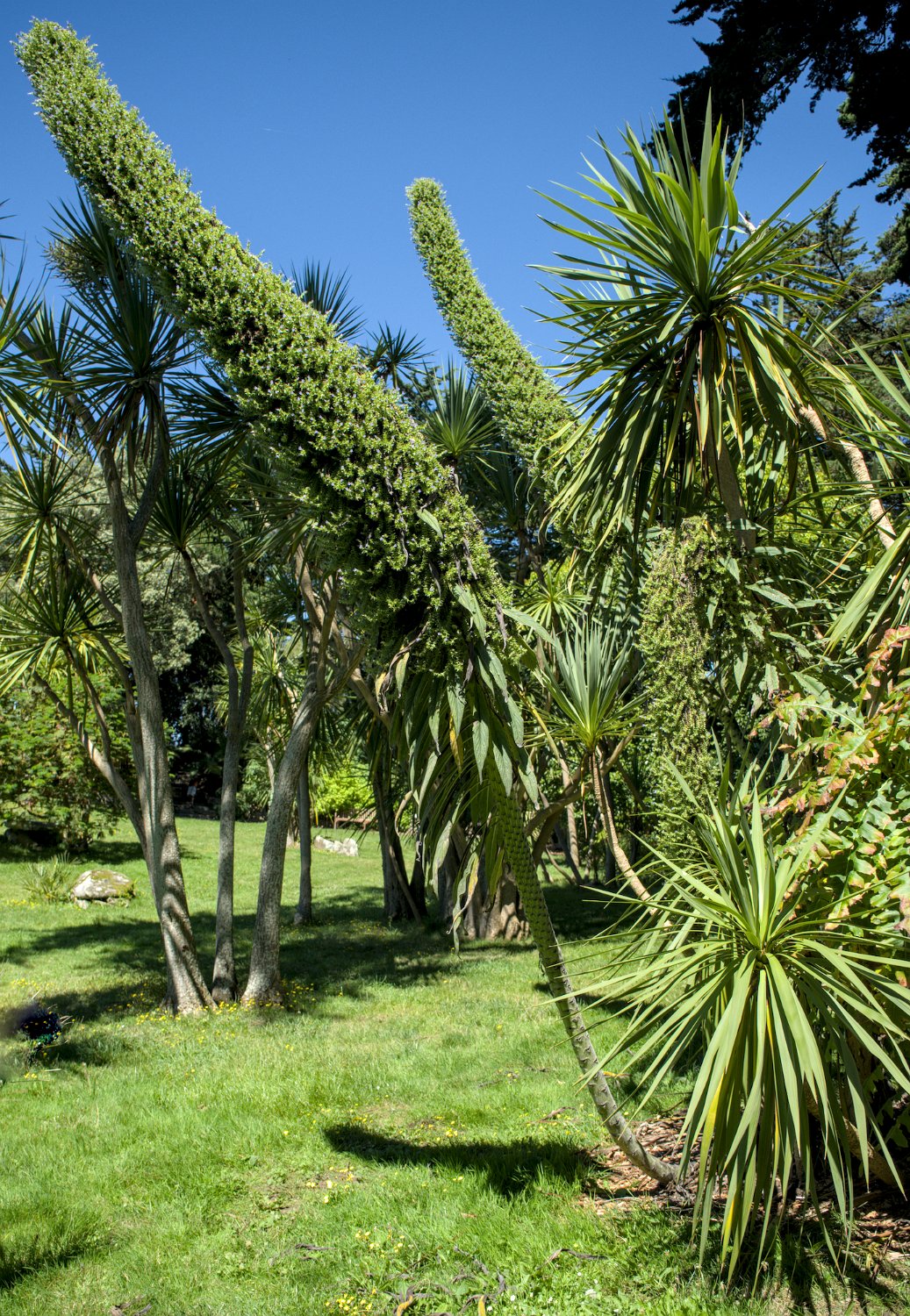 Vipérine des Canaries (Echium pininana)