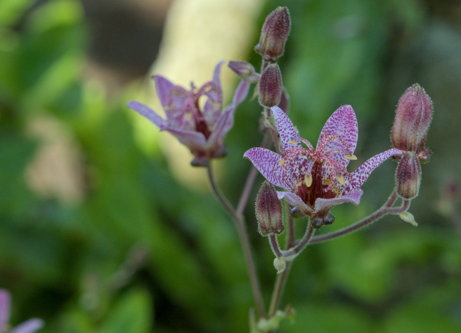 Lys de Formose (Tricyrtis formosana)