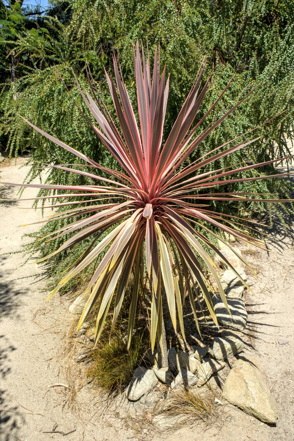 Cordyline (Cordyline australis)