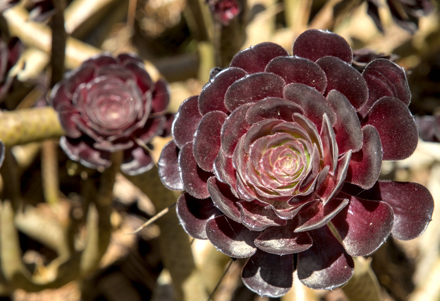 Aéonium (Aeonium arboreum)