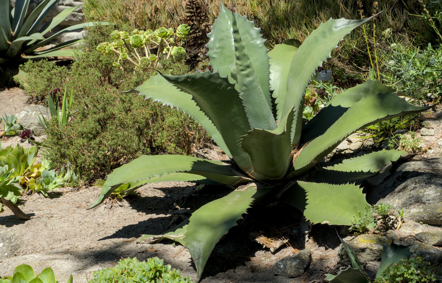 Agave de Salm (Agave salmiana Otto )