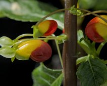 Impatient bec de perroquet