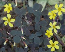 Oxalude pourpre (Oxalis spiralis)