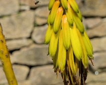 Aloé striée (Aloiampelos striatula)