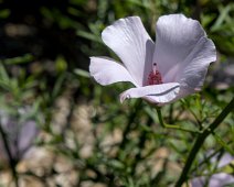 Hibiscus bleu (Alyogyne hakeifolia )
