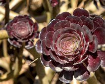 Aéonium (Aeonium arboreum)