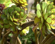 Aeonium (Aeonium arboreum)