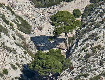Ebouli colonisé par des pins d'Alep