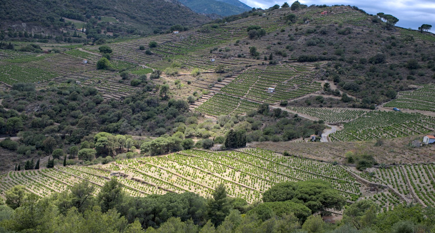 Vignobles de Collioure