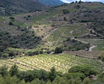 Vignobles de Collioure