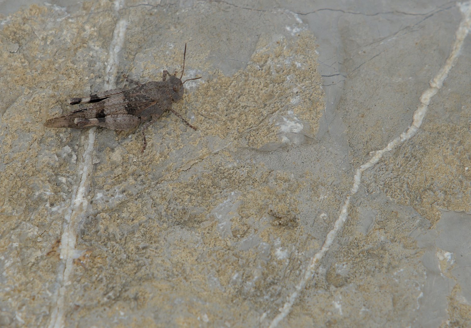 Criquet des garrigues