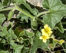 Concombre des ânes  A manturité, ce concombre expulse ses graines avec une forte pression (6 bars) au simple contact