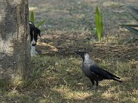 Chiot intrigué par une corneille