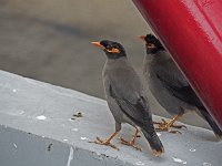 Passereaux sur un péage d'autoroute